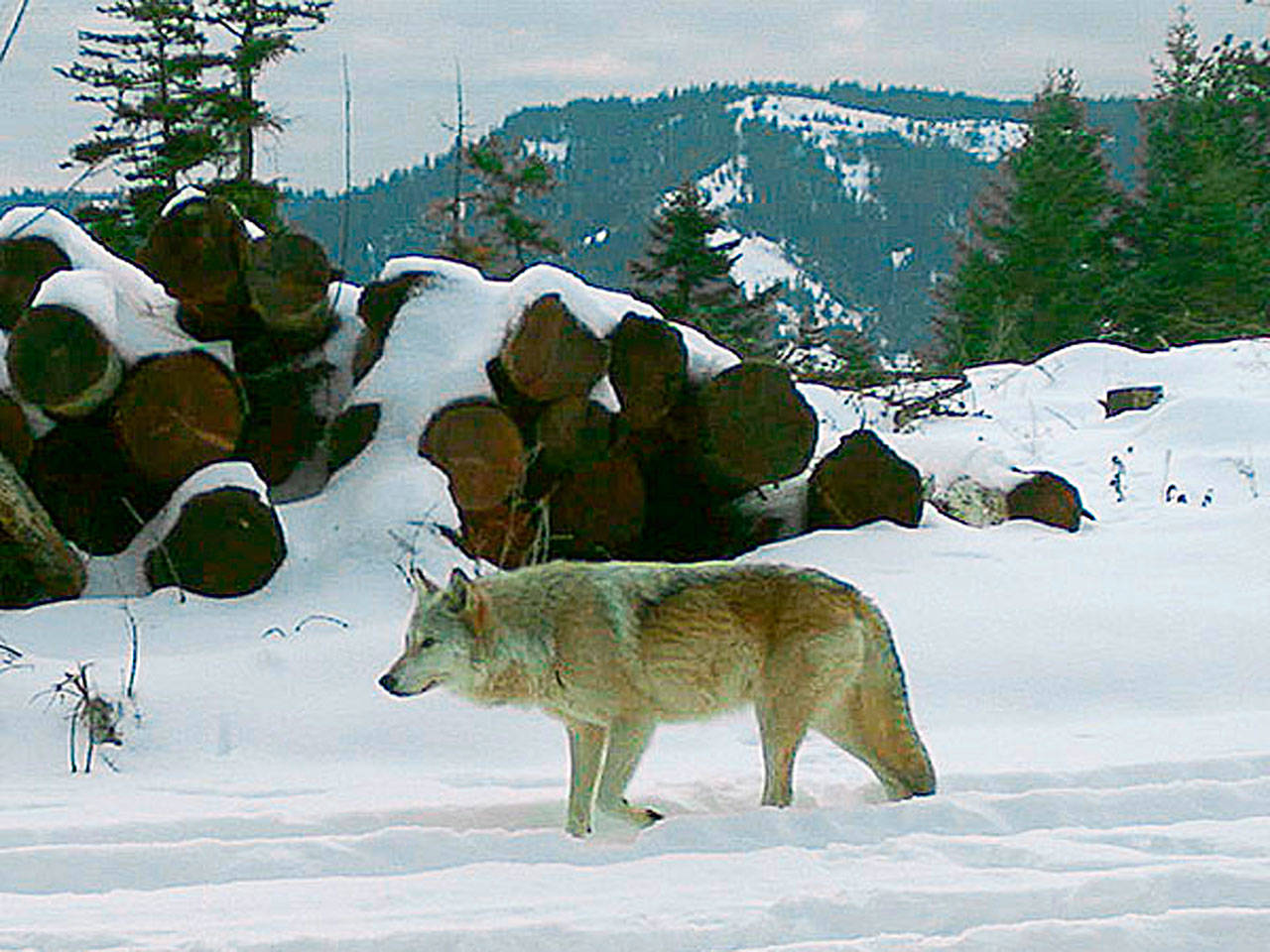 This December 2017 remote camera file photo provided by the Oregon Department of Fish and Wildlife shows the breeding female of the Walla Walla Pack in northern Oregon’s Umatilla County. A Washington state judge rejected efforts Friday to temporarily block the killing of wolves that are preying on livestock in Ferry County. (Oregon Department of Fish and Wildlife via AP)