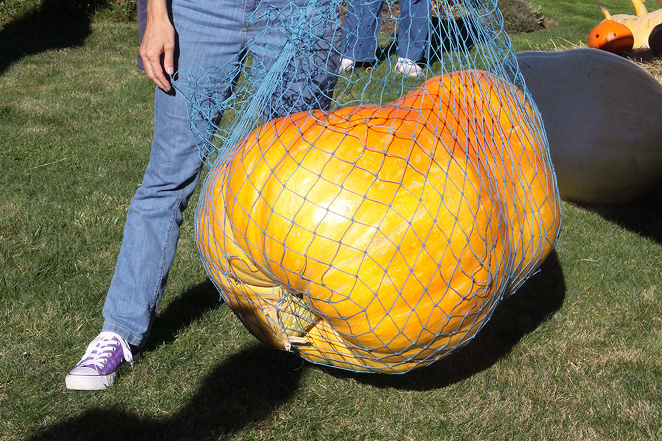 PHOTO: Gigantic gourd wins Port Angeles neighborhood contest