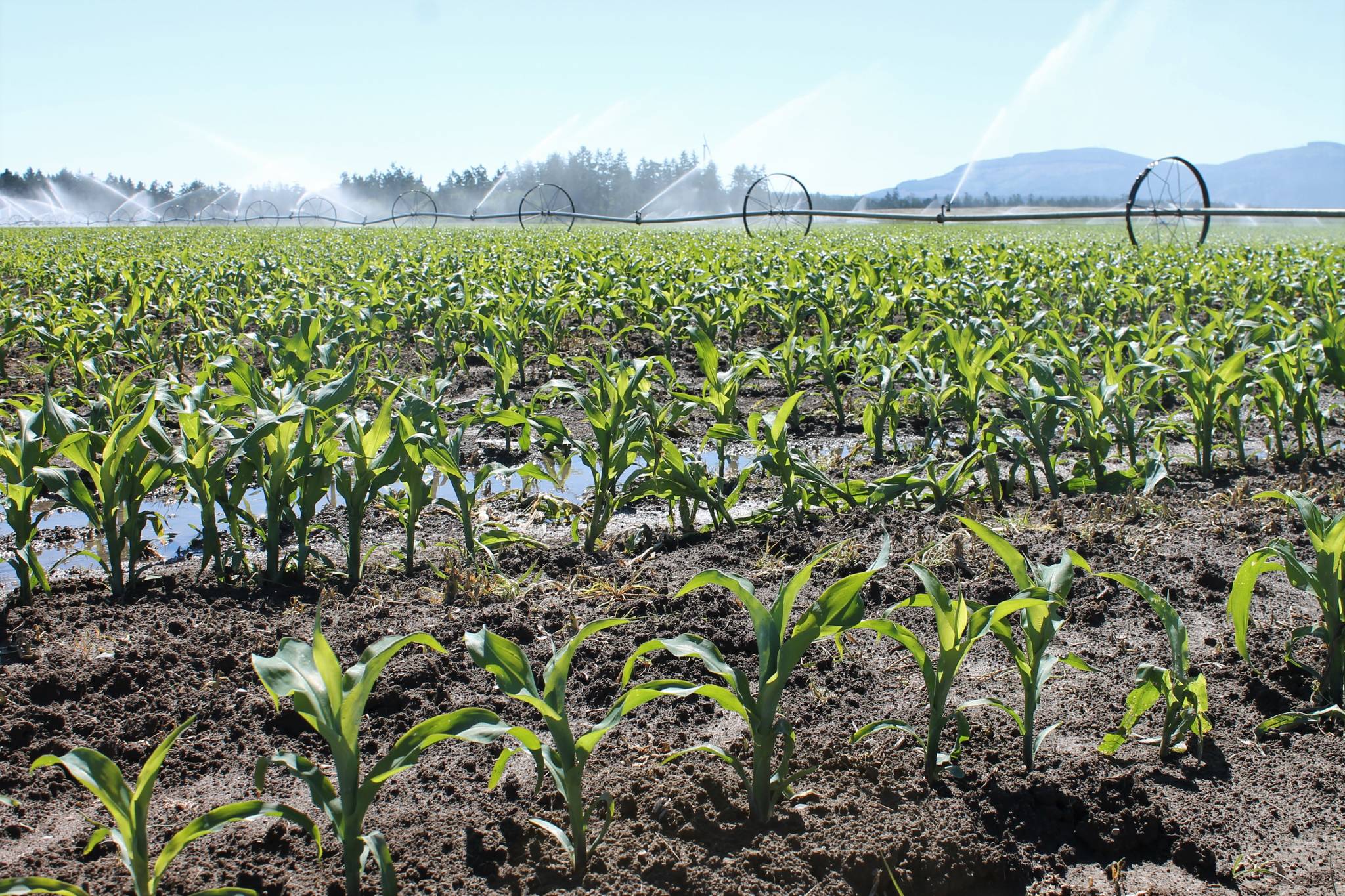 Corn underway at Wonderland & The 80. (Alana Linderoth/North Olympic Land Trust)