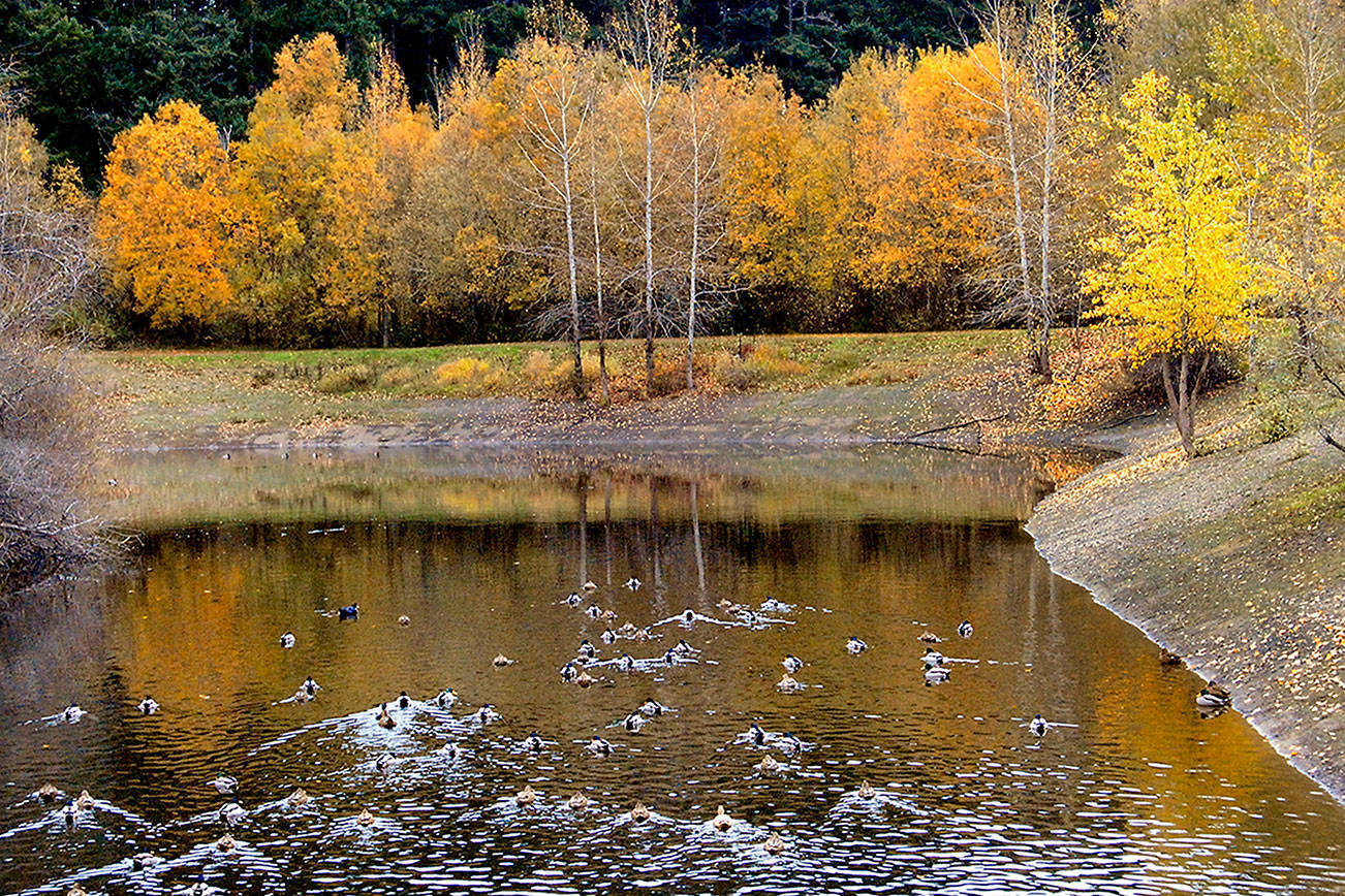 PHOTO: Fall colors remain at Port Angeles park