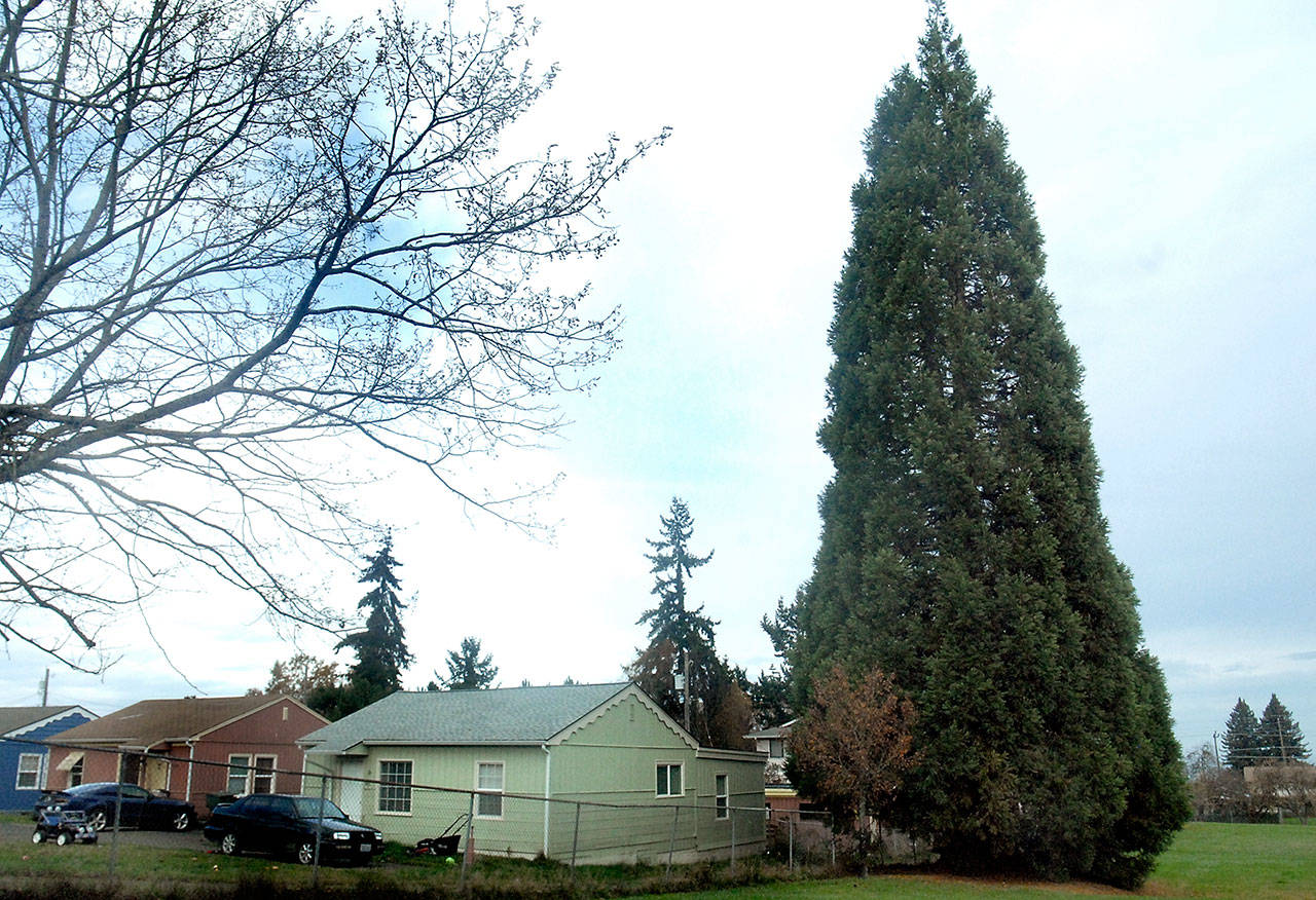 A sequoia tree in Lions Park in Port Angeles is slated for removal because of damage the non-native tree has caused to a nearby house and driveway. (Keith Thorpe/Peninsula Daily News)