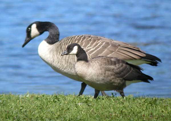 Canada goose vs top cackling goose