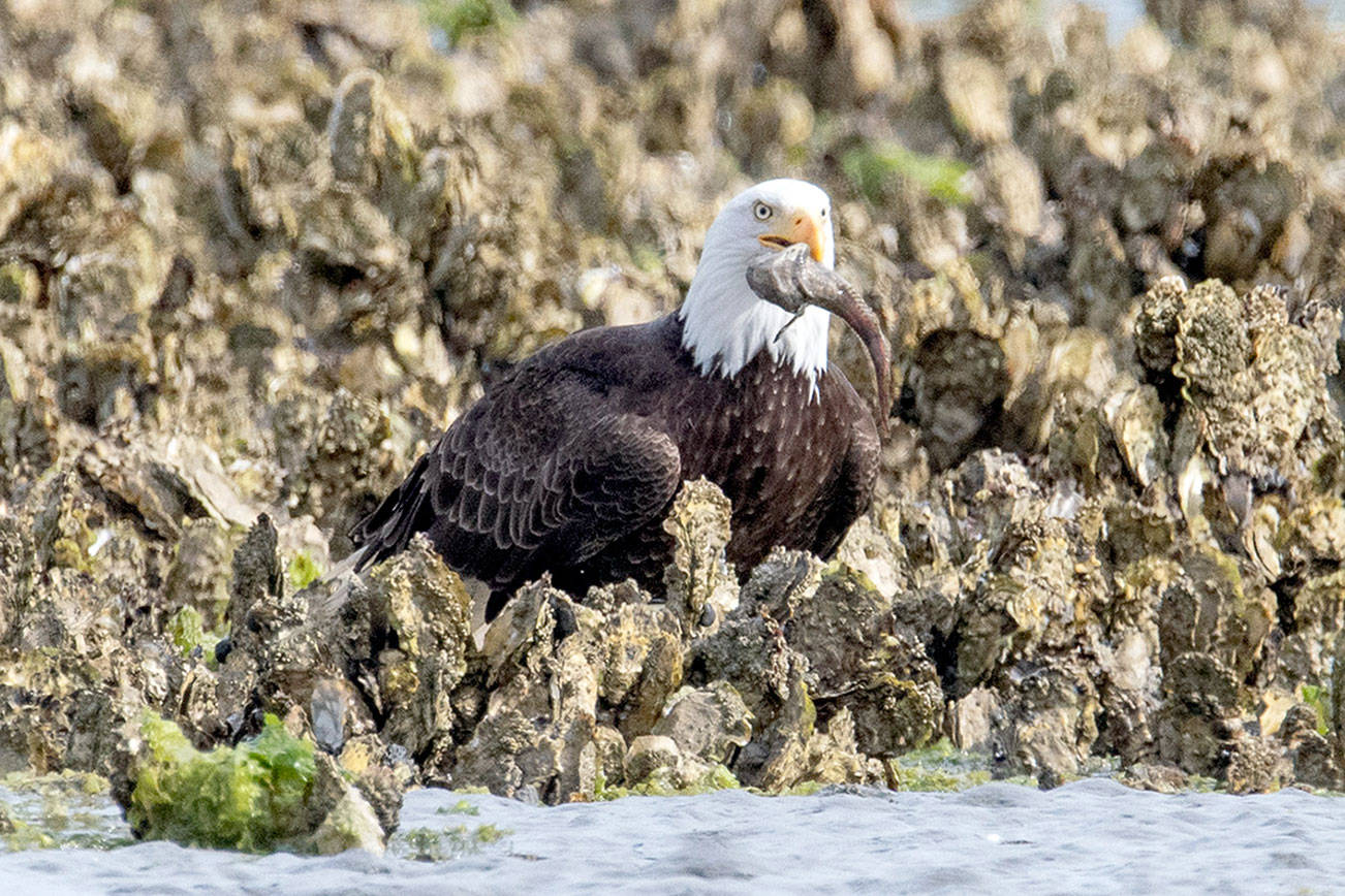 Northwest Watershed Institute study suggests reason behind eagle gathering  at Dabob Bay
