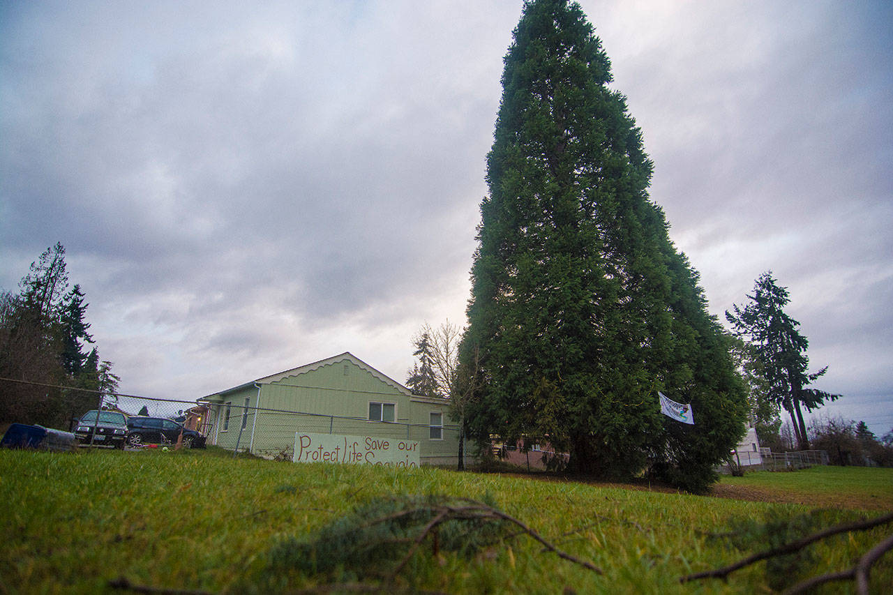 A sequoia tree at the edge of Lions Park in Port Angeles is slated for removal by the city because of safety concerns and property damage caused by its roots. (Jesse Major/Peninsula Daily News)