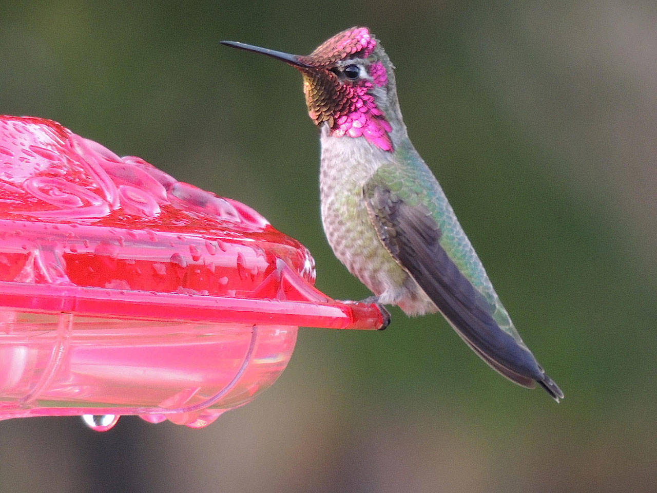 Anna’s Hummingbird is one species that winters on the North Olympic Peninsula. (Bob Boekelheide)