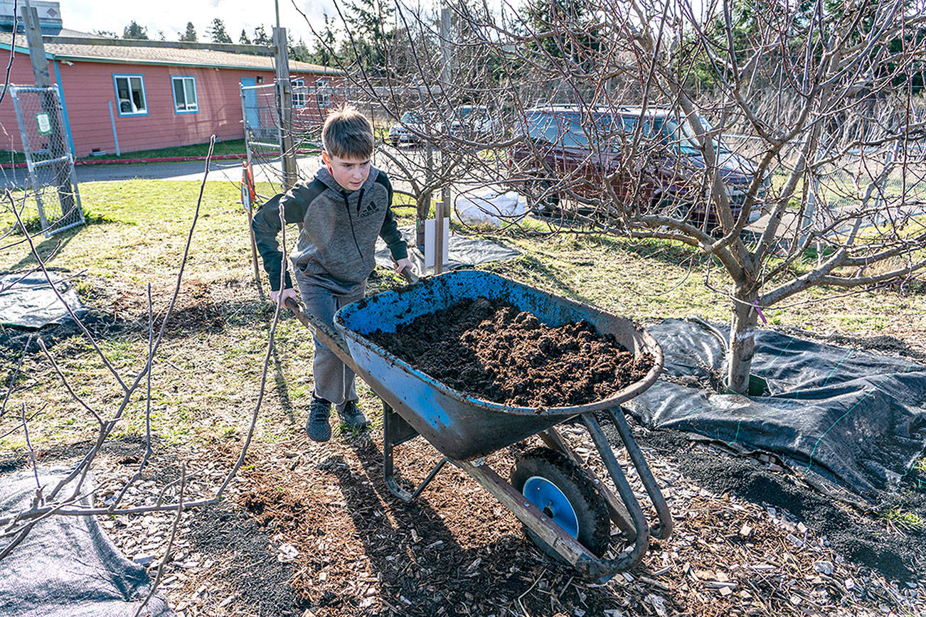 PHOTO: Day of service at Port Townsend school orchard