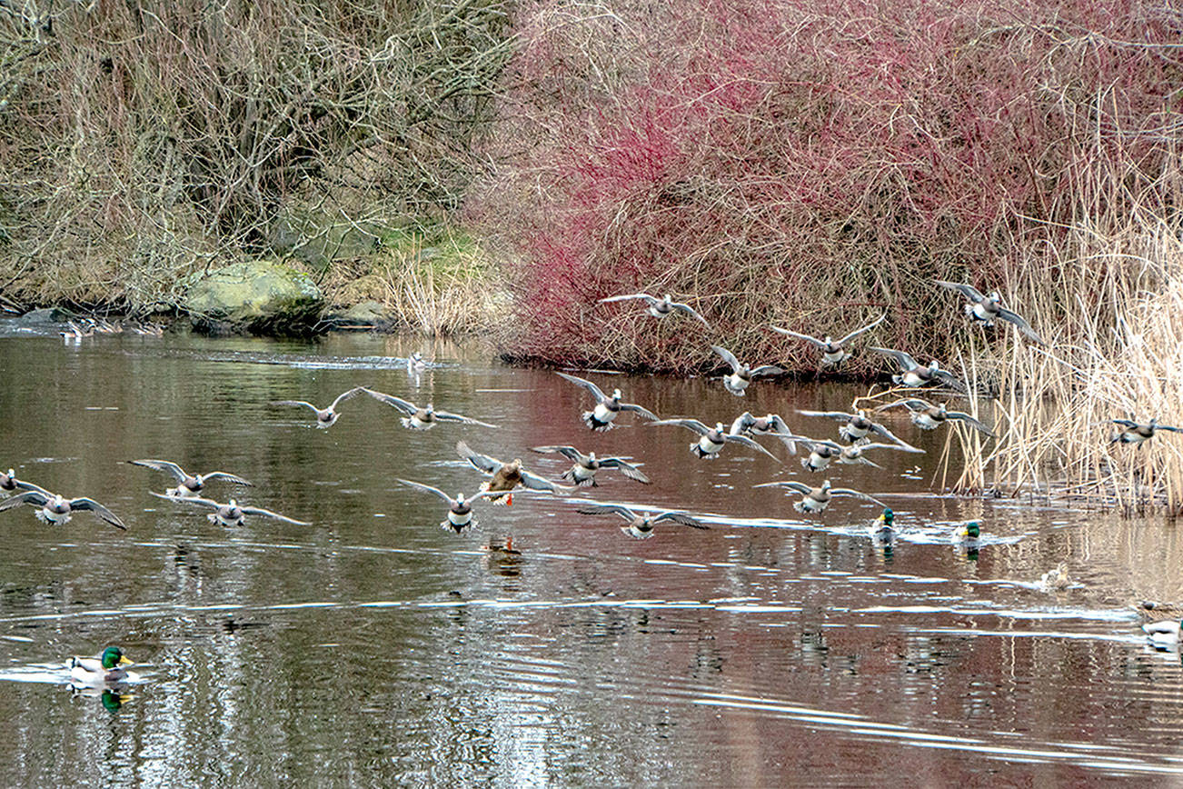 PHOTO: Ducks on final approach in Port Townsend