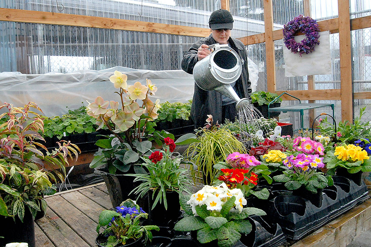 PHOTO: Showers bring greenhouse flowers in Port Angeles