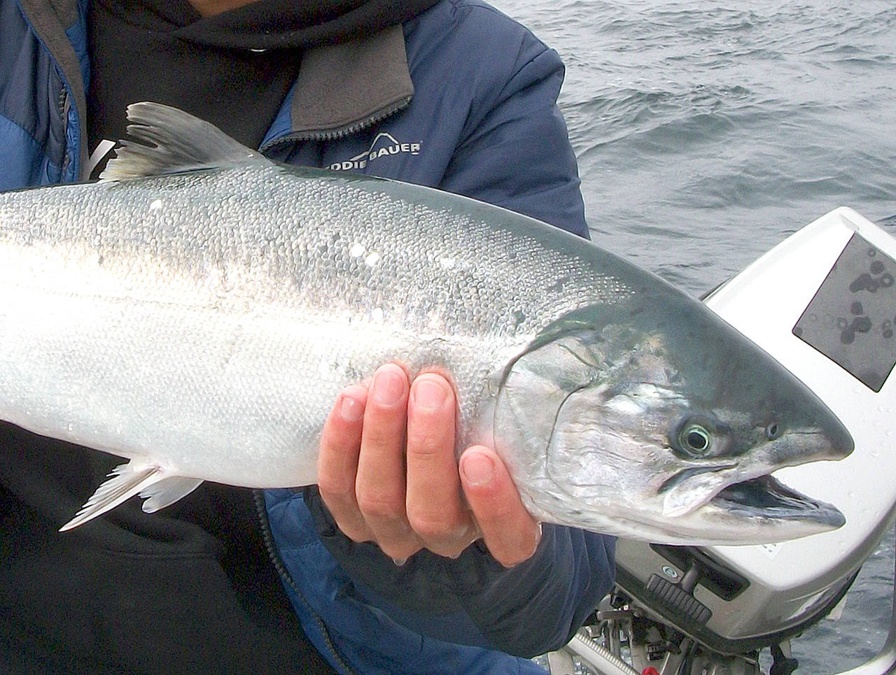 OUTDOORS: Ocean coho quotas rising for summer season