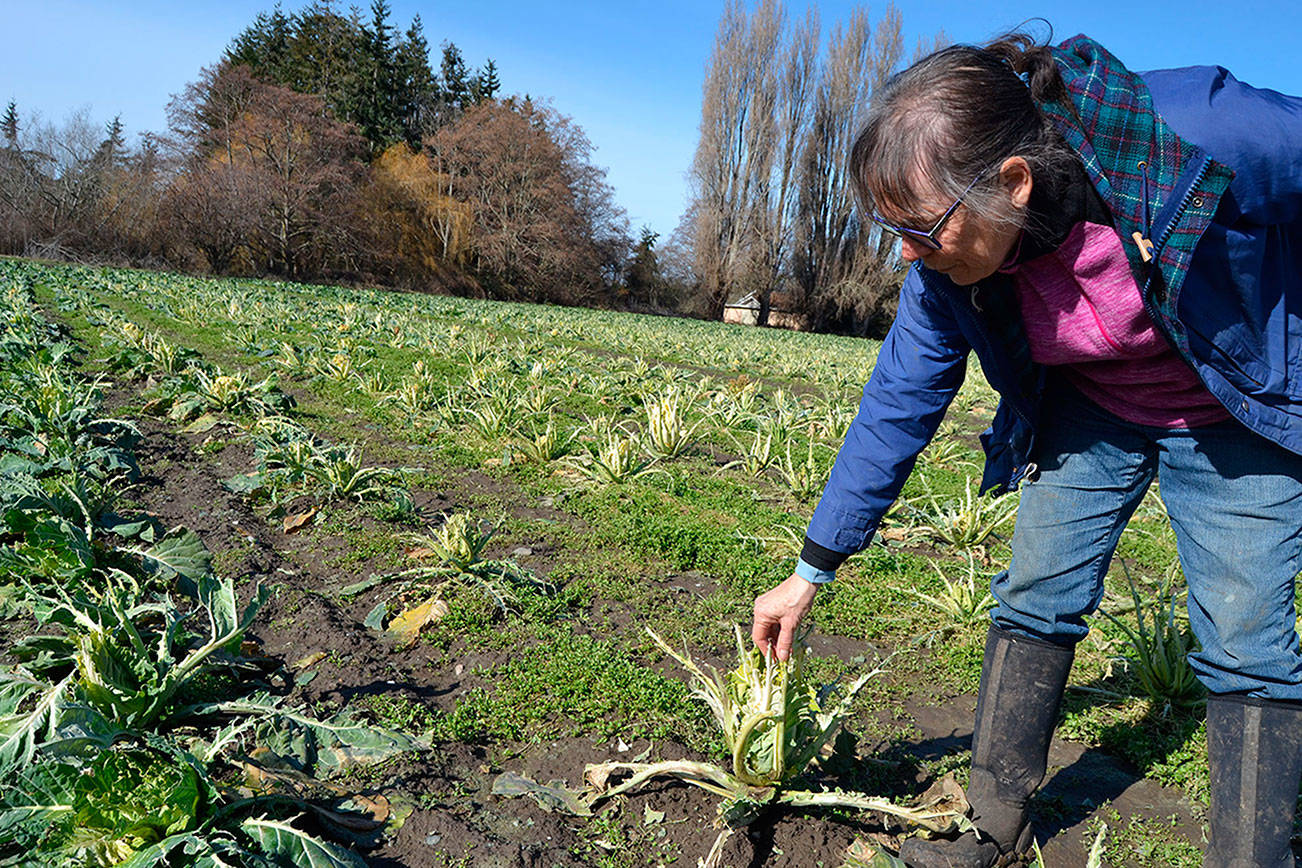 Nash’s Organic Produce starts online campaign after birds eat spring crops