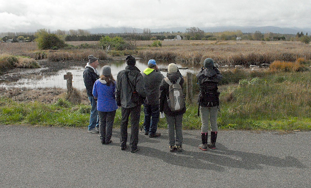 Bird watchers search for water fowl at Helens Pond in the Three Crabs area near Dungeness during a tour of bird-spotting locations for last years BirdFest. (Keith Thorpe/Peninsula Daily News)