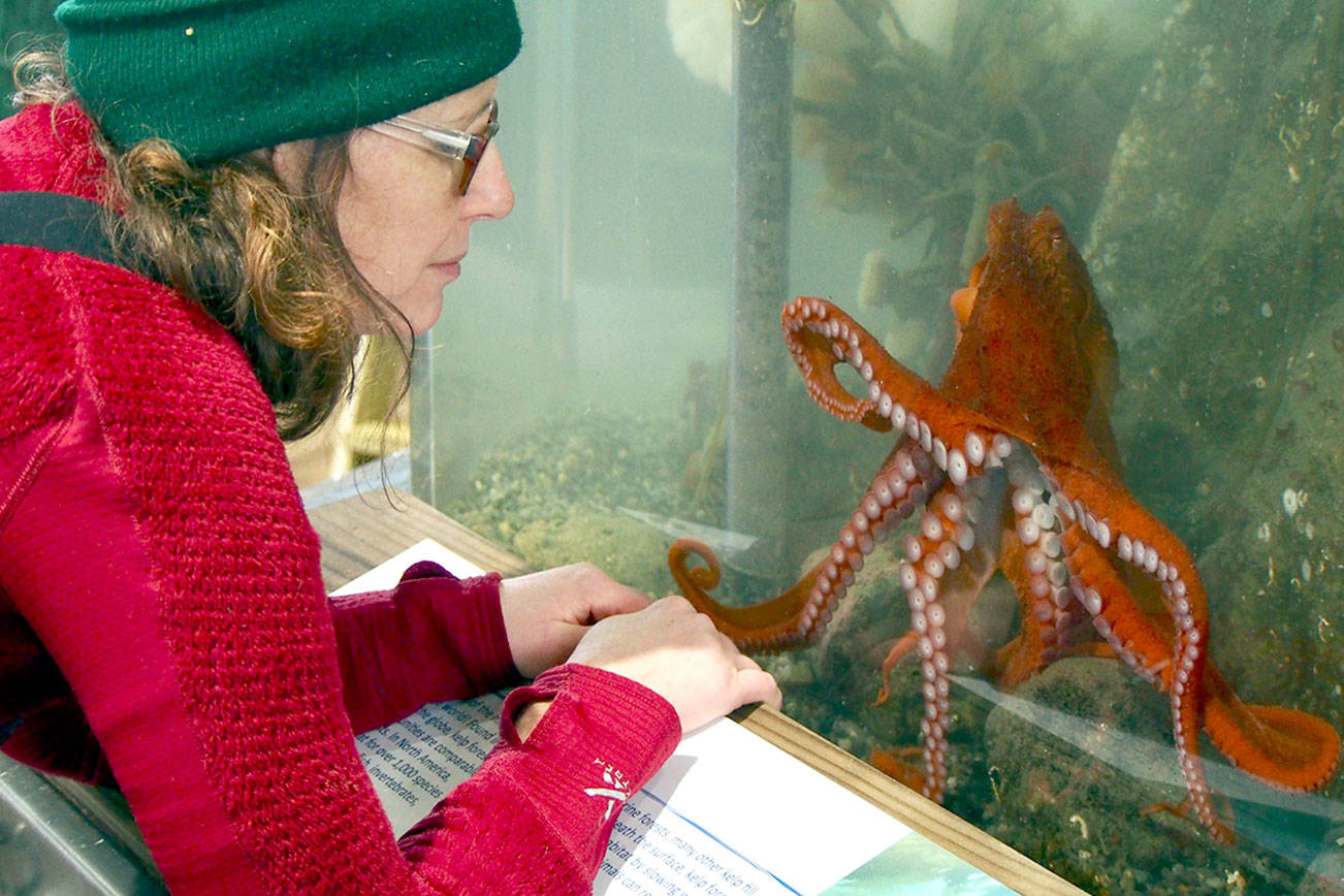 PHOTO: Spring break sea creatures in Port Townsend