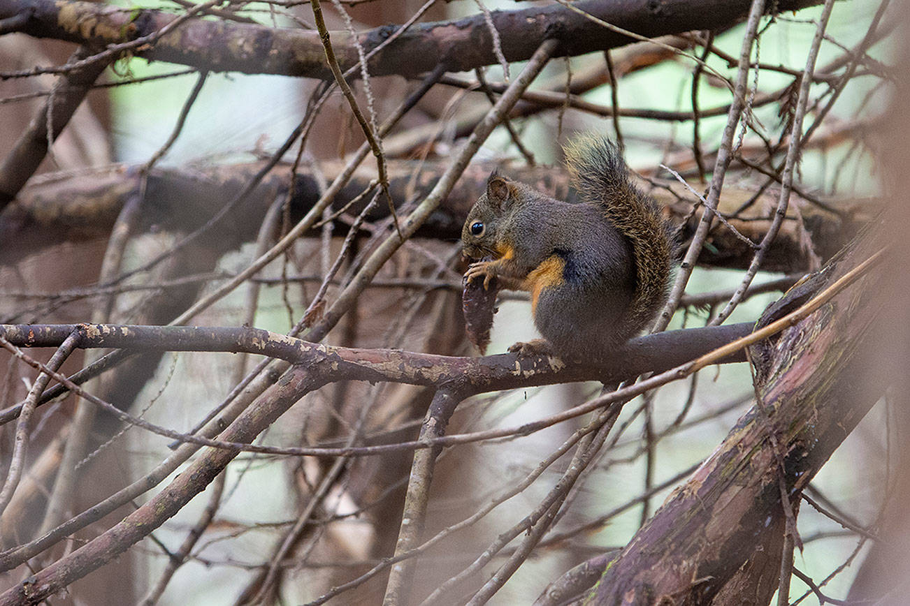 PHOTO: Just a nibble in Port Angeles