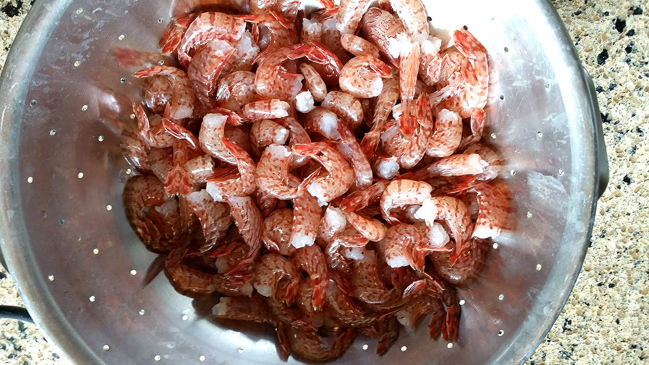 Spot shrimp season opens May 11 in most North Olympic Peninsula marine areas.                                Dave Croonquist Spot shrimp season opens May 11 in most North Olympic Peninsula marine areas. .