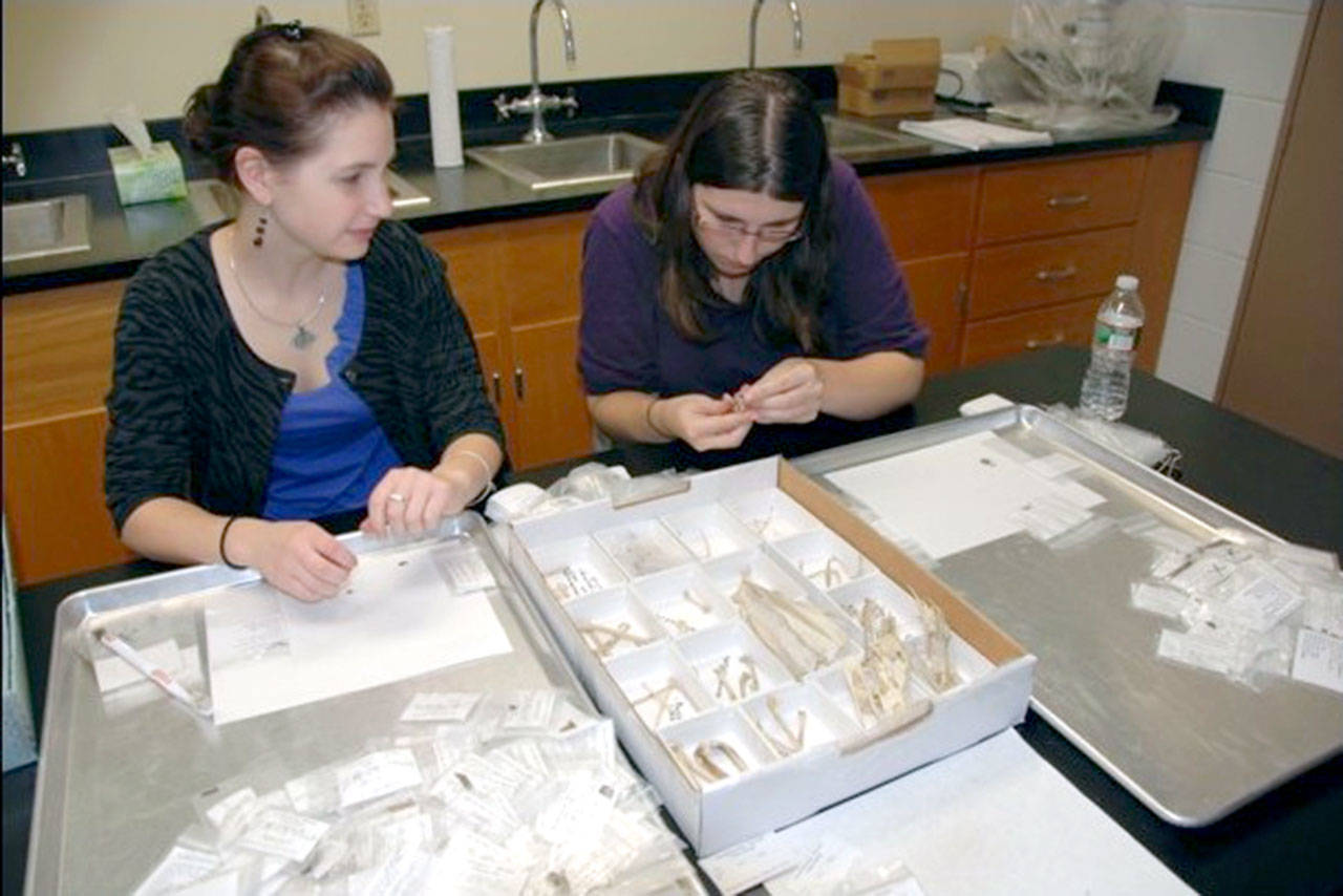 Students in the Portland State University lab analyze some of the bones from Tse-whit-zen.