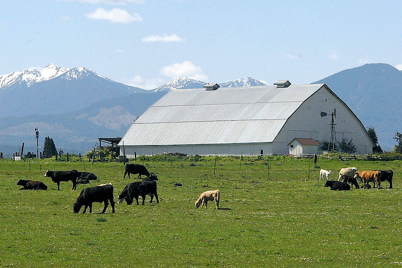 PHOTO: Cattle graze in sunshine in Sequim