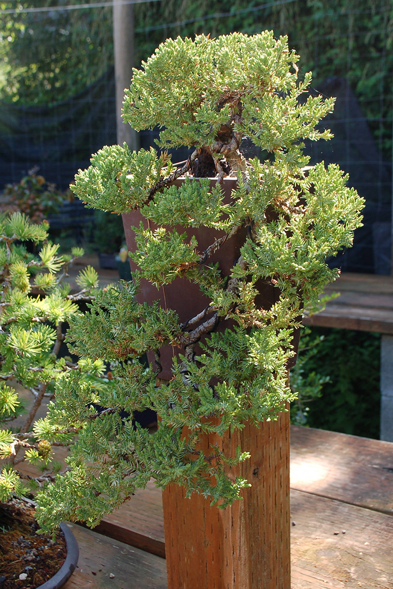 A common Juniper formed into a “cascade” that hangs down well below the pot in which it is contained. (Conor Dowley/Olympic Peninsula News Group)