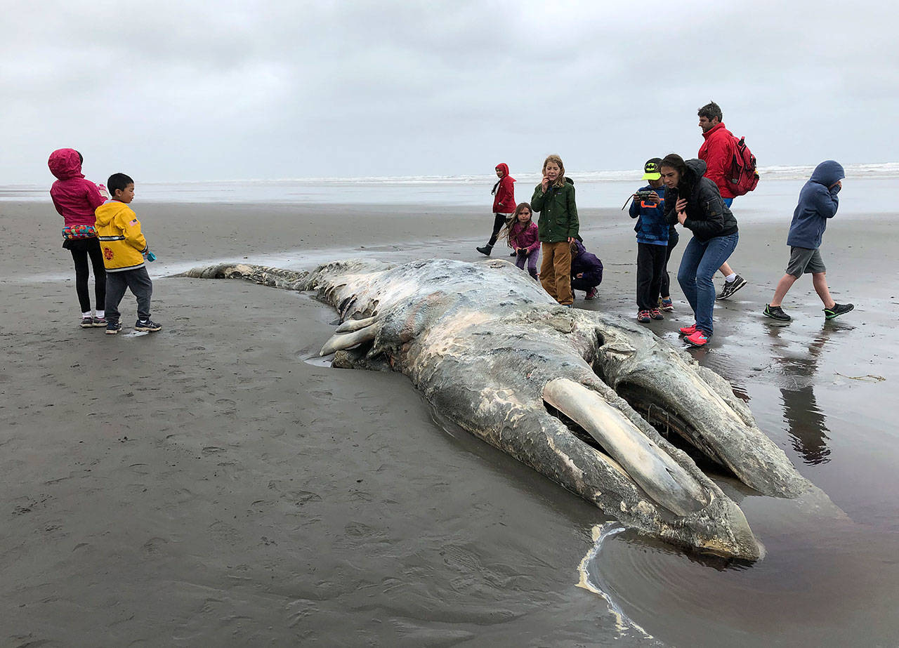 In this May 24, 2019 photo, teachers and students from Northwest Montessori School in Seattle examine the carcass of a gray whale after it washed up just north of Kalaloch Campground in Olympic National Park. Federal scientists on Friday, May 31 opened an investigation into what is causing a spike in gray whale deaths along the West Coast this year. (Gene Johnson/AP)