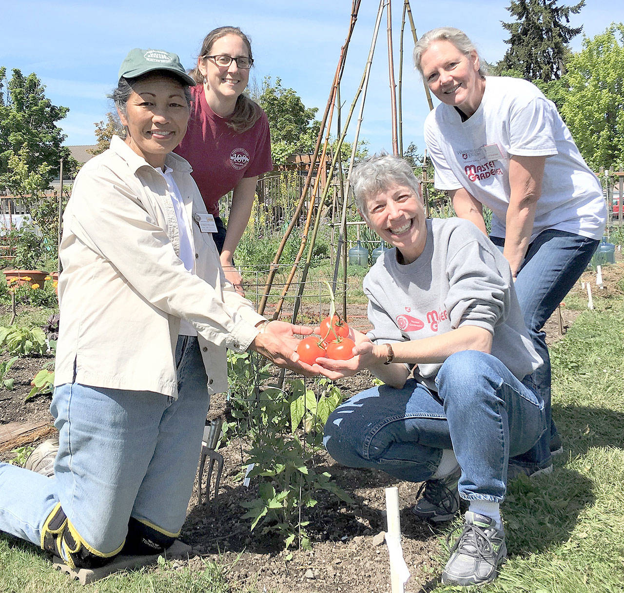 Veteran Clallam County Master Gardeners, from left, Audreen Williams, Laurel Moulton, Jeanette Stehr-Green and Jan Bartron will share tips on growing tomatoes in the Pacific Northwest at the Woodcock Demonstration Garden on Saturday.