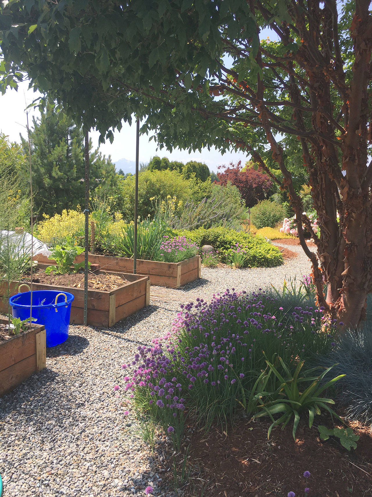 One of the gardens on the Petals and Pathways Home Garden tour this weekend will include boxed planting areas.