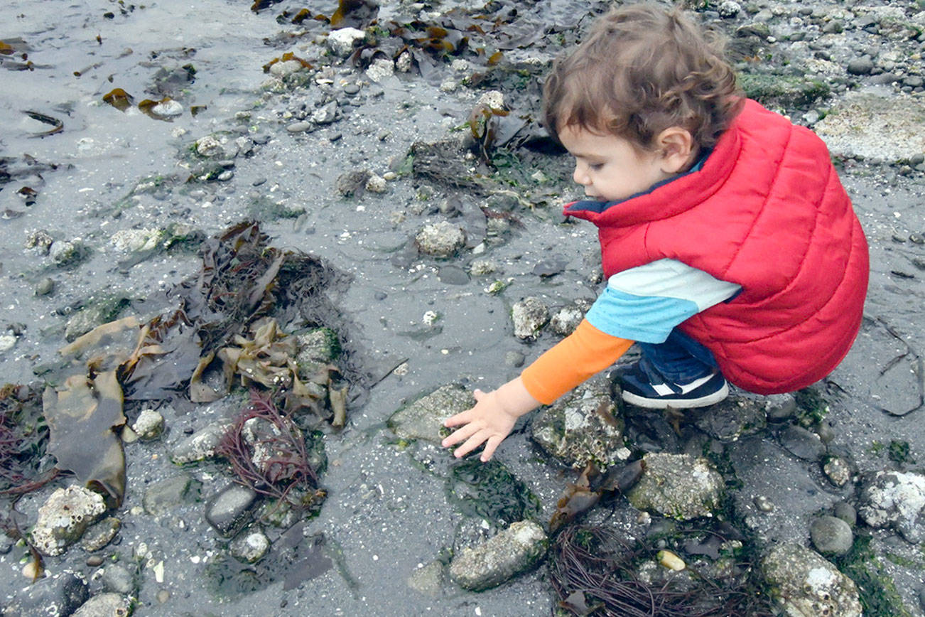 PHOTO: Minus tides yield pools to discover in Port Townsend