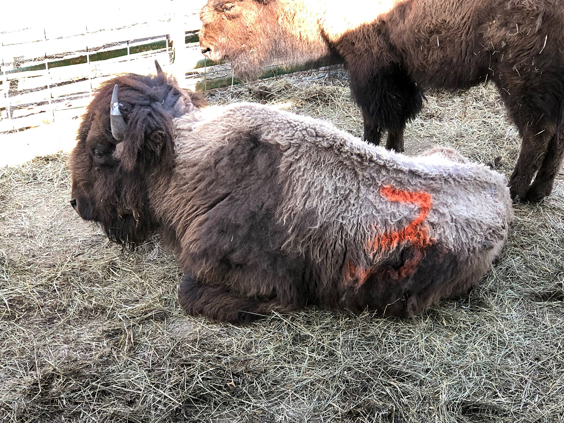 Center Valley Animal Rescue                                This bison was rescued from a Chimacum-area property.