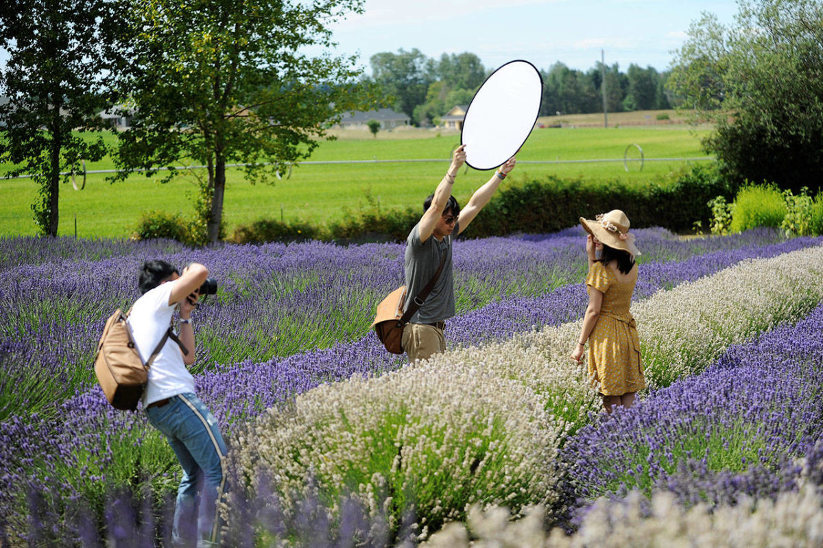 Sequim Lavender Weekend Underway | Peninsula Daily News