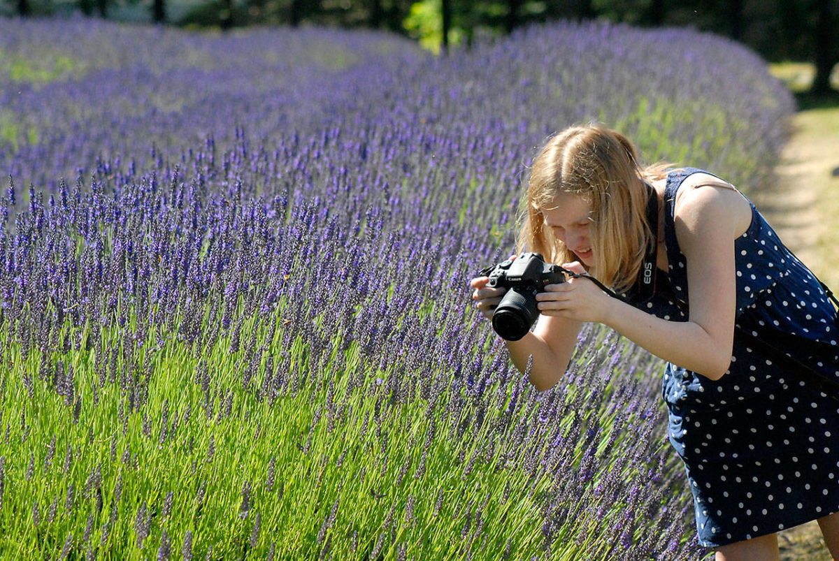 PHOTO GALLERY: Sequim Lavender Weekend Events On Tap Today | Peninsula ...