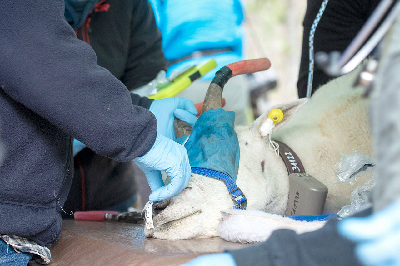 Crews hold down a blindfolded mountain goat as veterinarians examine him before being transported during the last round of goat relocations in Olympic National Park. (Jesse Major/Peninsula Daily News)