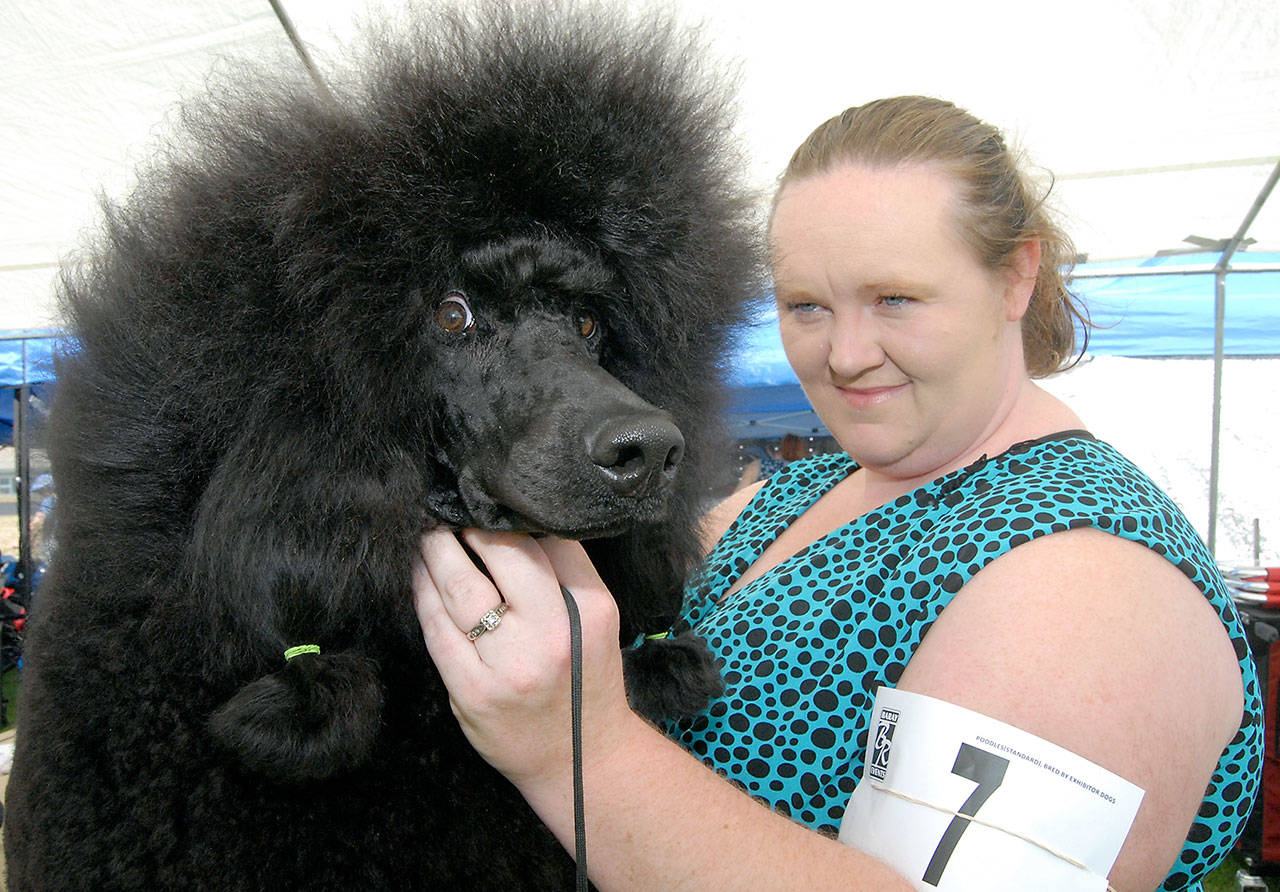 Madden, a standard poodle, is comforted by his owner, Tawnya Patterson of Yelm, prior to judging in the show ring on Friday. (Keith Thorpe/Peninsula Daily News)