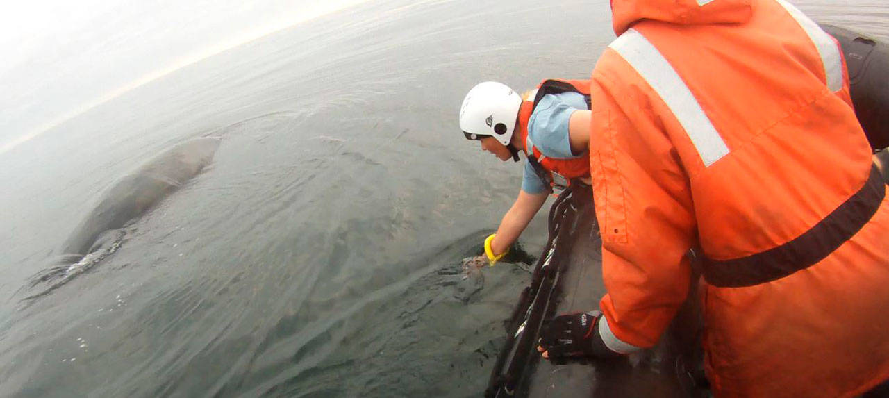 Members of a response team approach an entangled humpback whale near Tatoosh Island. The response team included members from SR3: Sealife Response, Rehabilitation, and Research; Cascadia Research Collective; the Makah Tribe; the state Department of Fish and Wildlife; and World Vets. (NOAA Fisheries)