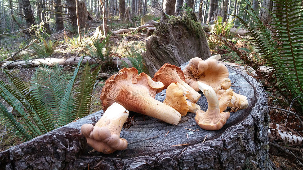 Chanterelles harvested near the Hoh River Valley in 2018. This year, foragers are noticing that late summer and fall mushrooms are fruiting early. (Michael J. Foster/Peninsula Daily News)