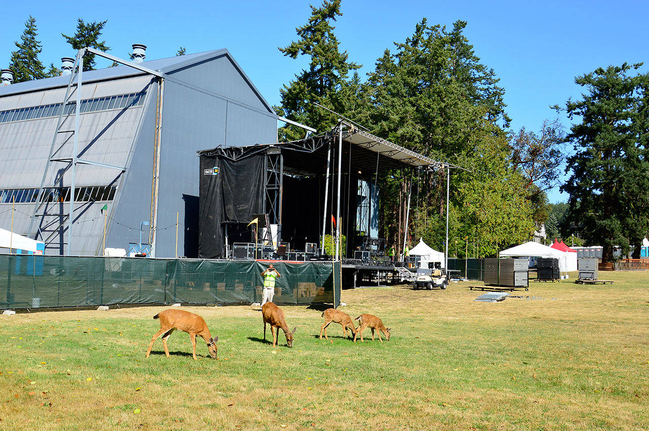 A grass-trimming crew, aka resident deer, nibbles on Fort Worden State Park’s Littlefield Green Thursday morning while a worker photographs them. The space beside McCurdy Pavilion is being turned into one of the venues for THING, the interdisciplinary festival at the fort Saturday and Sunday. (Diane Urbani de la Paz/for Peninsula Daily News)