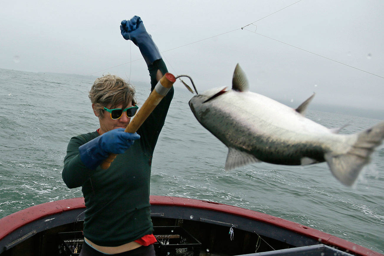 King Salmon Rebounds In California Peninsula Daily News