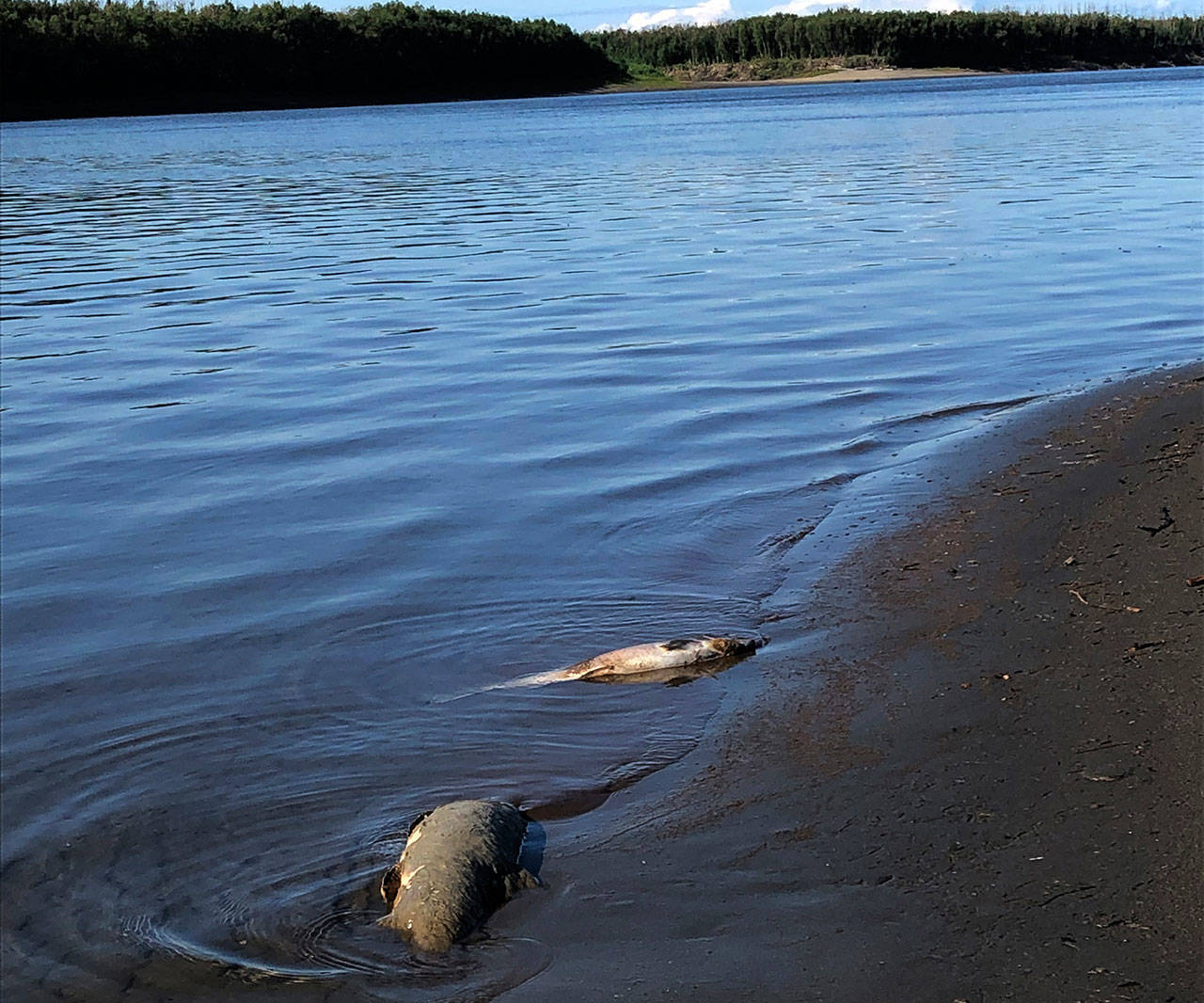 Carcasses of chum salmon lie along the shore of the Koyukuk River near Huslia, Alaska in July. (Peter Westley, University of Alaska Fairbanks via AP)