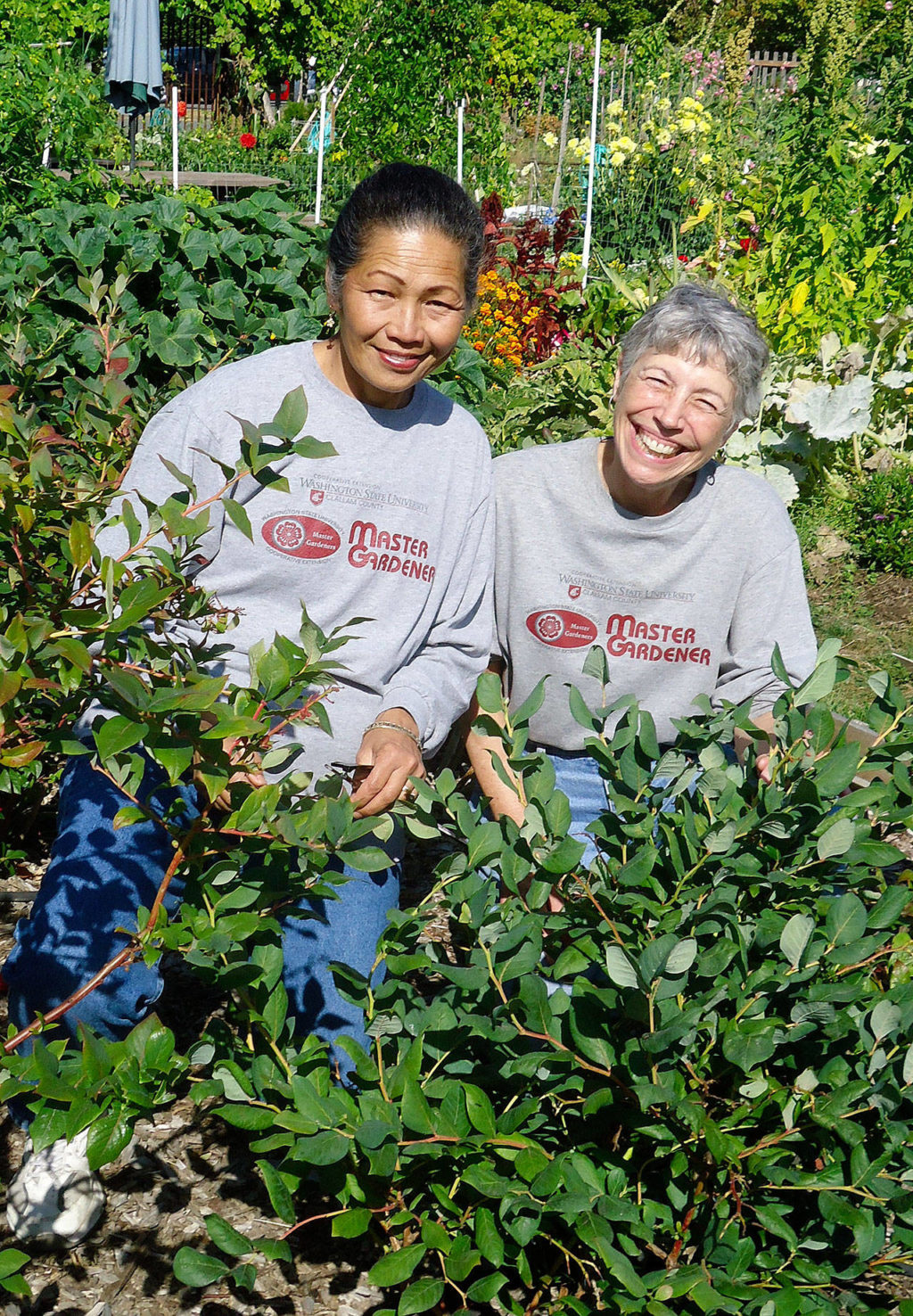 Master Gardener To Tell About Growing Blueberries | Peninsula Daily News