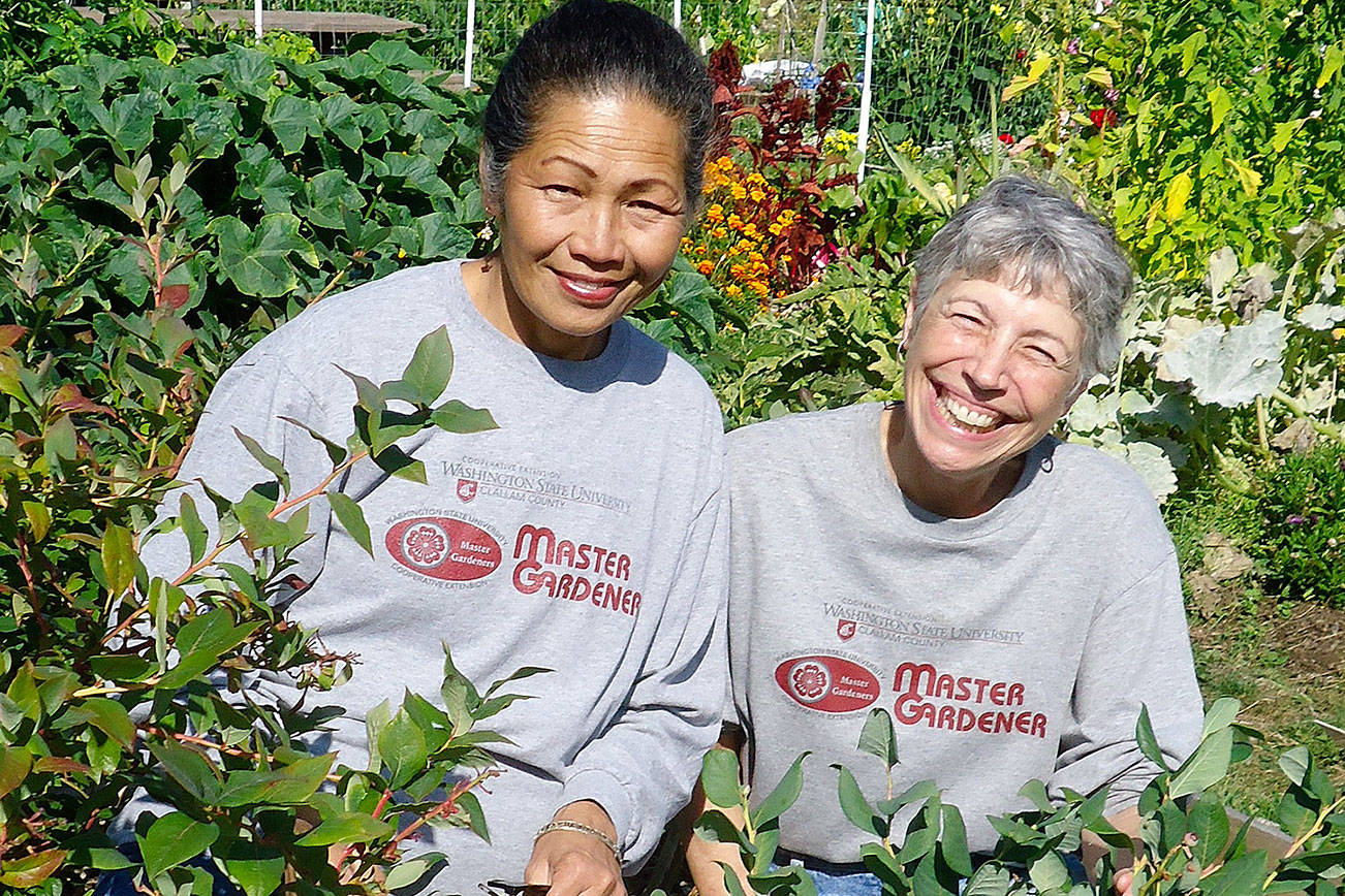 Master gardener to tell about growing blueberries