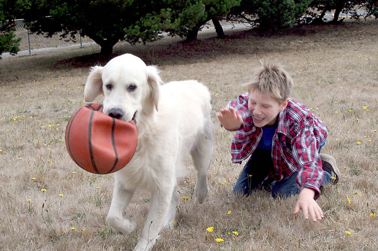 Wynston Becker, 9, plays with Gabe, an English cream golden retriever owned by Mary Armstrong, at the Mountain View Dog Park in August. (Brian McLean/Peninsula Daily News)