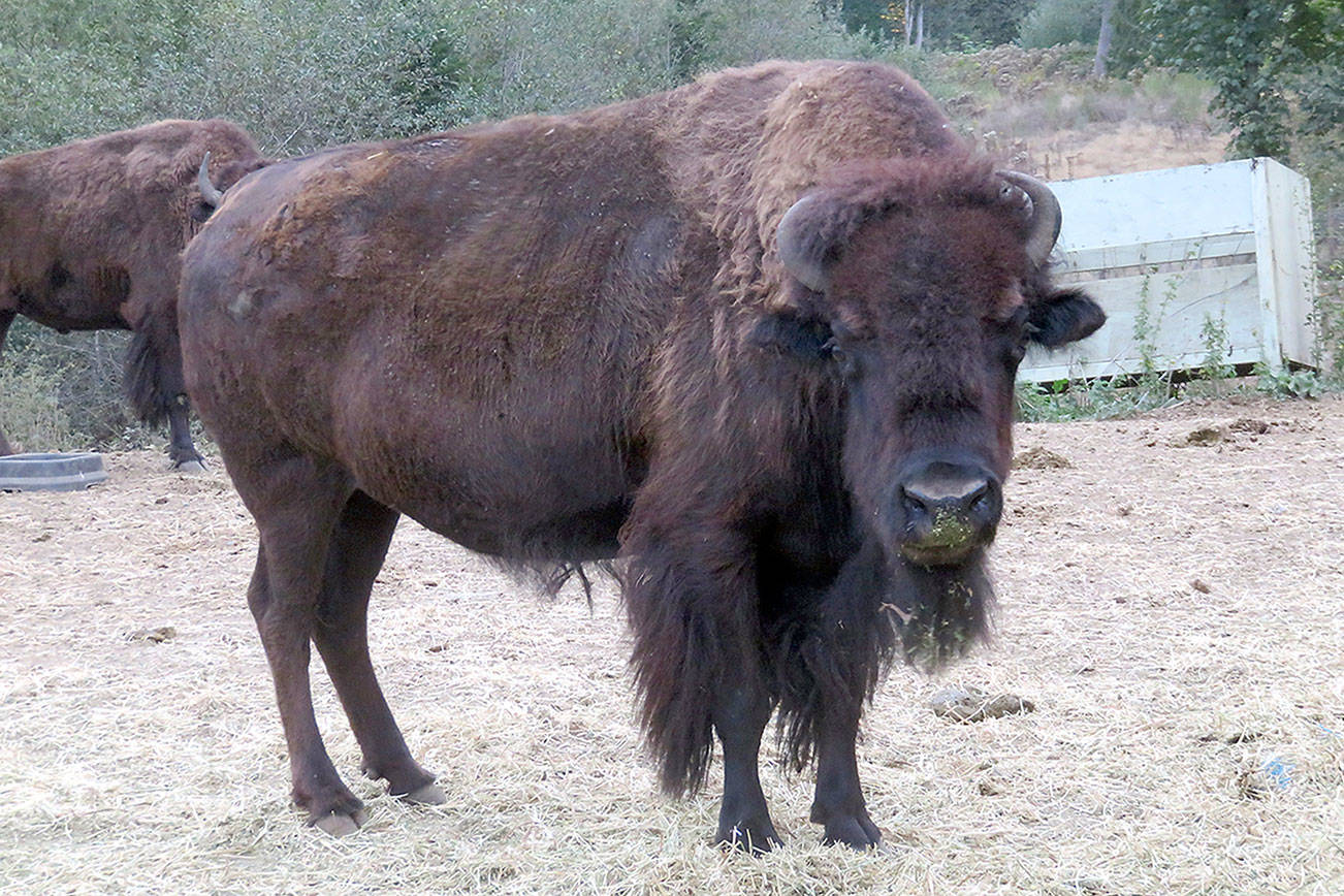 Fundraiser launched to pay for bison transport