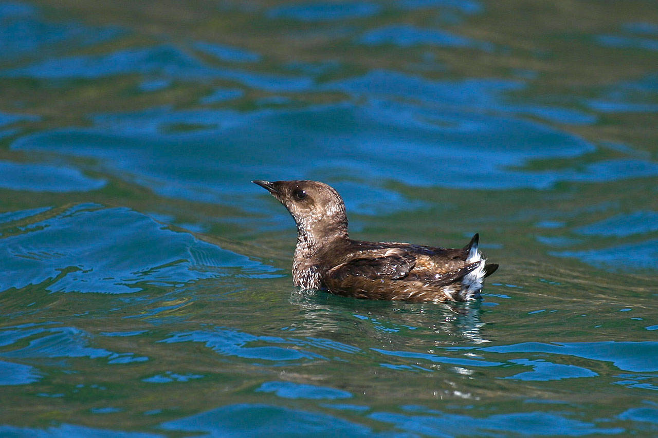 Final Impact Statement On Marbled Murrelet Plan Issued Peninsula Daily News