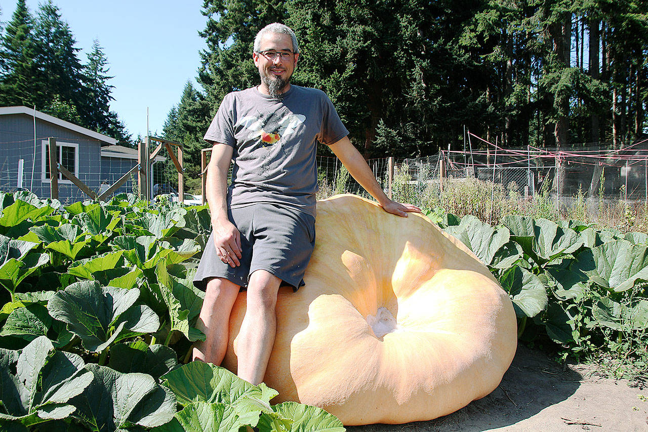 Ryan Nefcy leans against his sturdy Atlantic giant pumpkin, named Gertrude, which weighed in at more than 1,000 pounds. (Laura Guido/Whidbey News-Times)