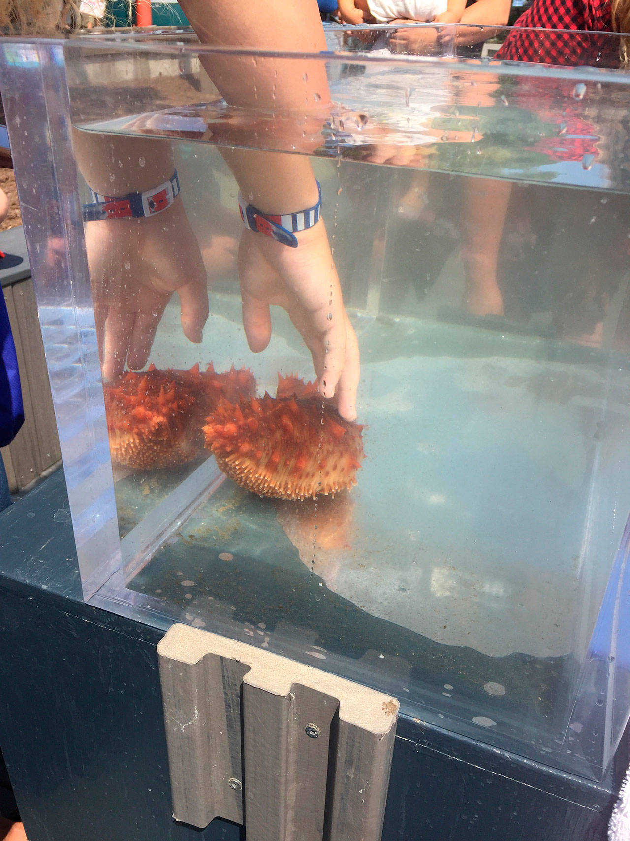 The Feiro Marine Life Center brings stories, songs and rhymes along with a touch tank to Peninsula libraries in coming weeks. (Megan Davis/Feiro Marine Life Center)