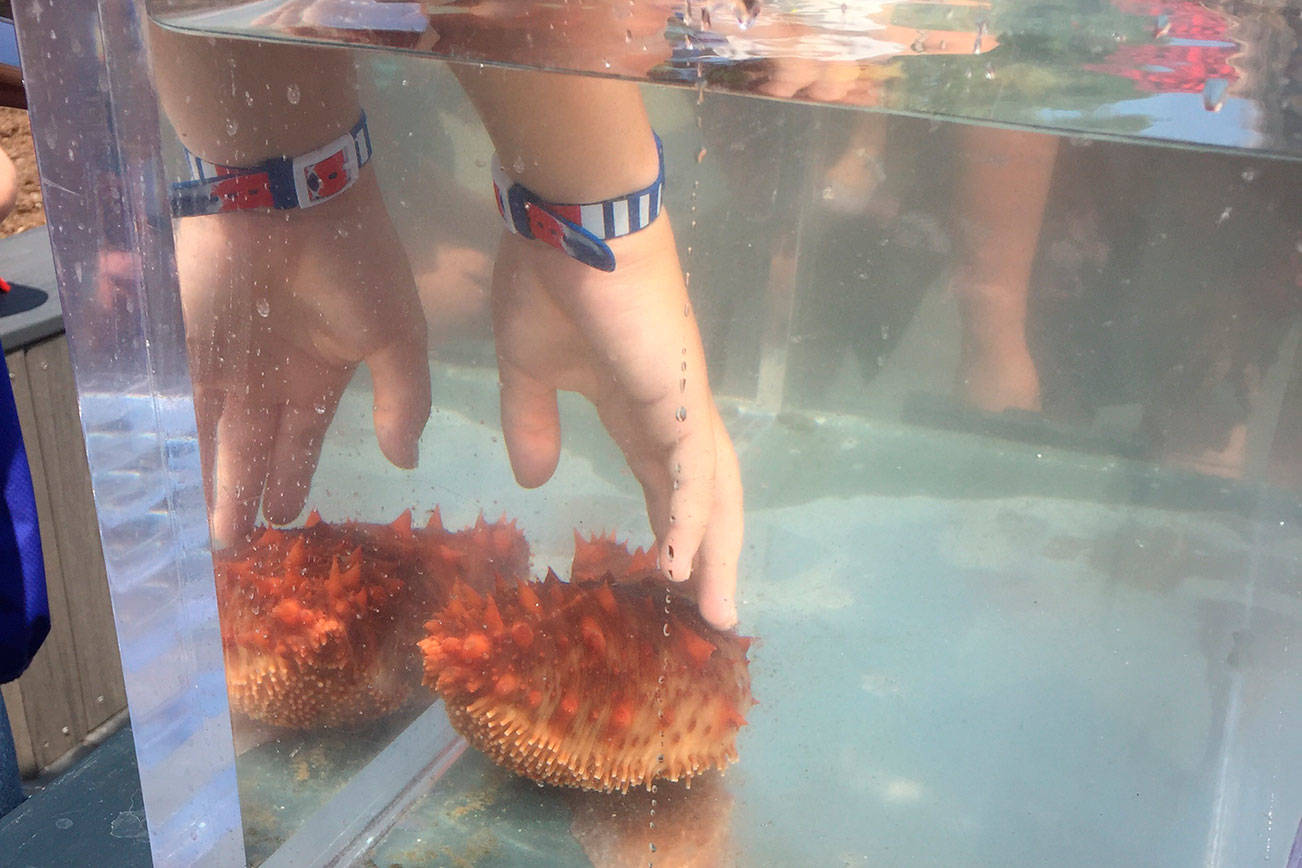 Hands-on seashore learning at the library