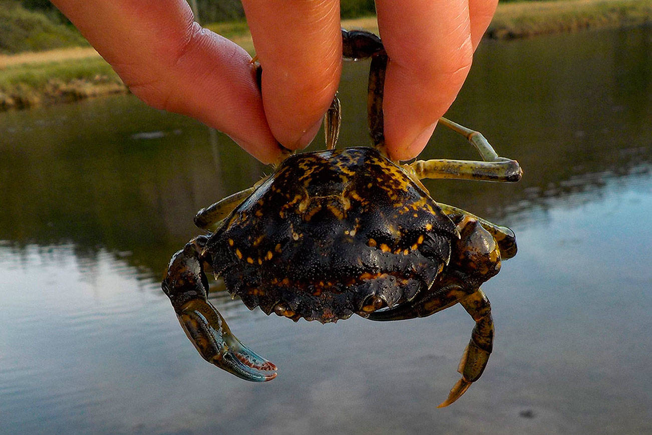 European green crab totals climb in Neah Bay, decline in Dungeness