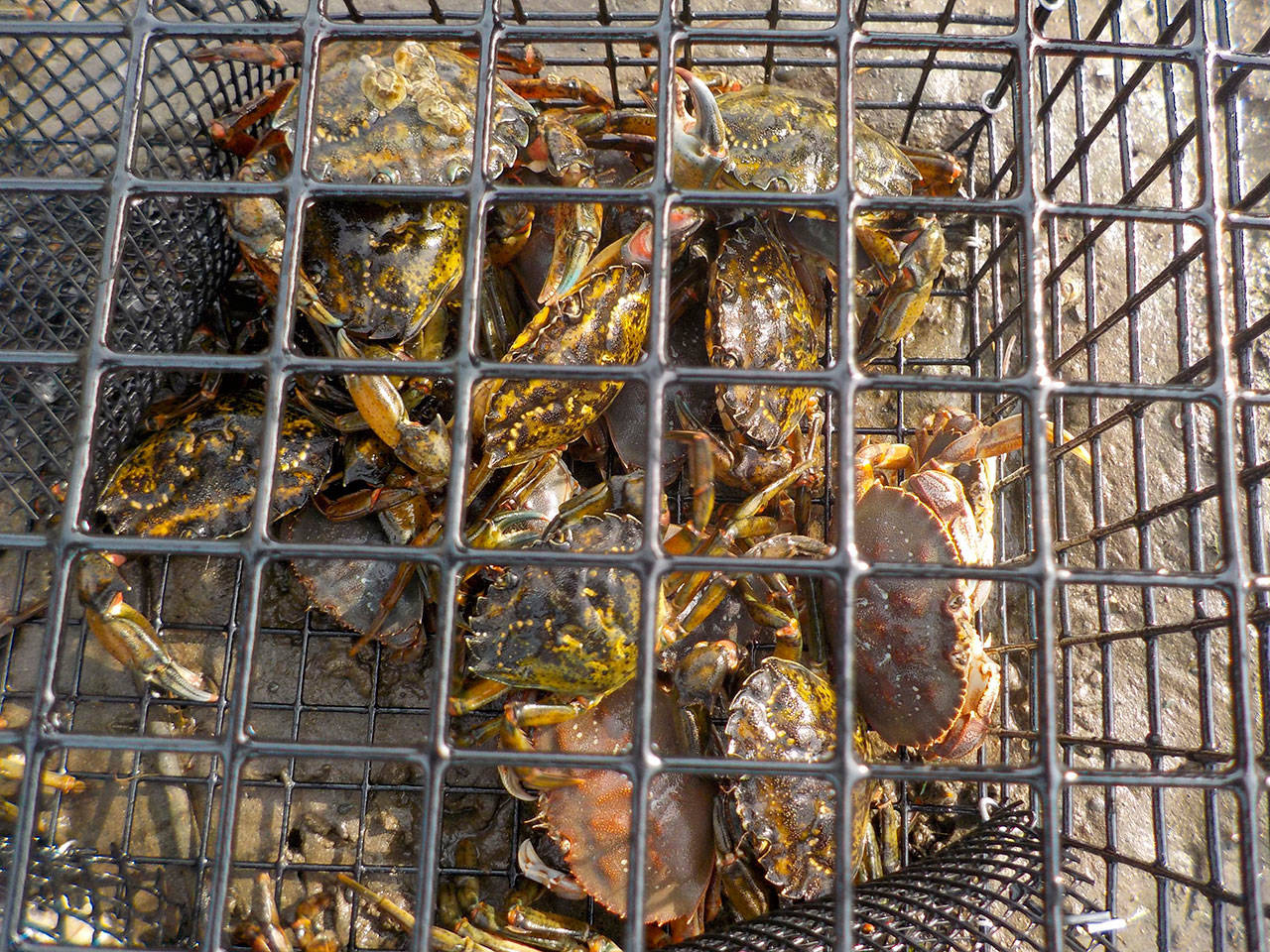 Adrianne Akmajian, marine ecologist for Makah Fisheries Management, said her crews used shrimp pots to capture European green crab with much success. (Adrianne Akmajian)