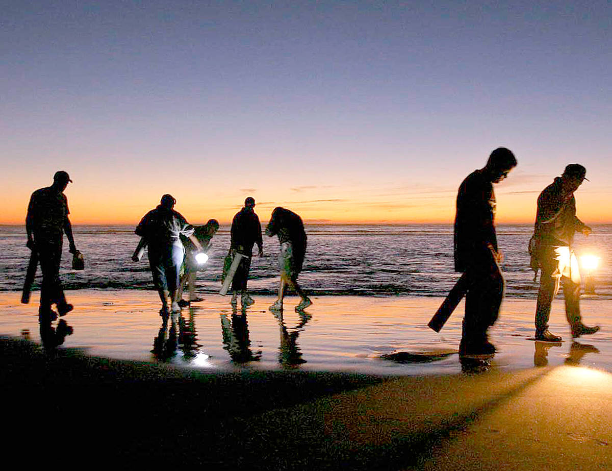 Razor clam diggers gather clams during an evening low tide at Copalis Beach. (Dan Ayers/State Department of Fish and Wildlife)