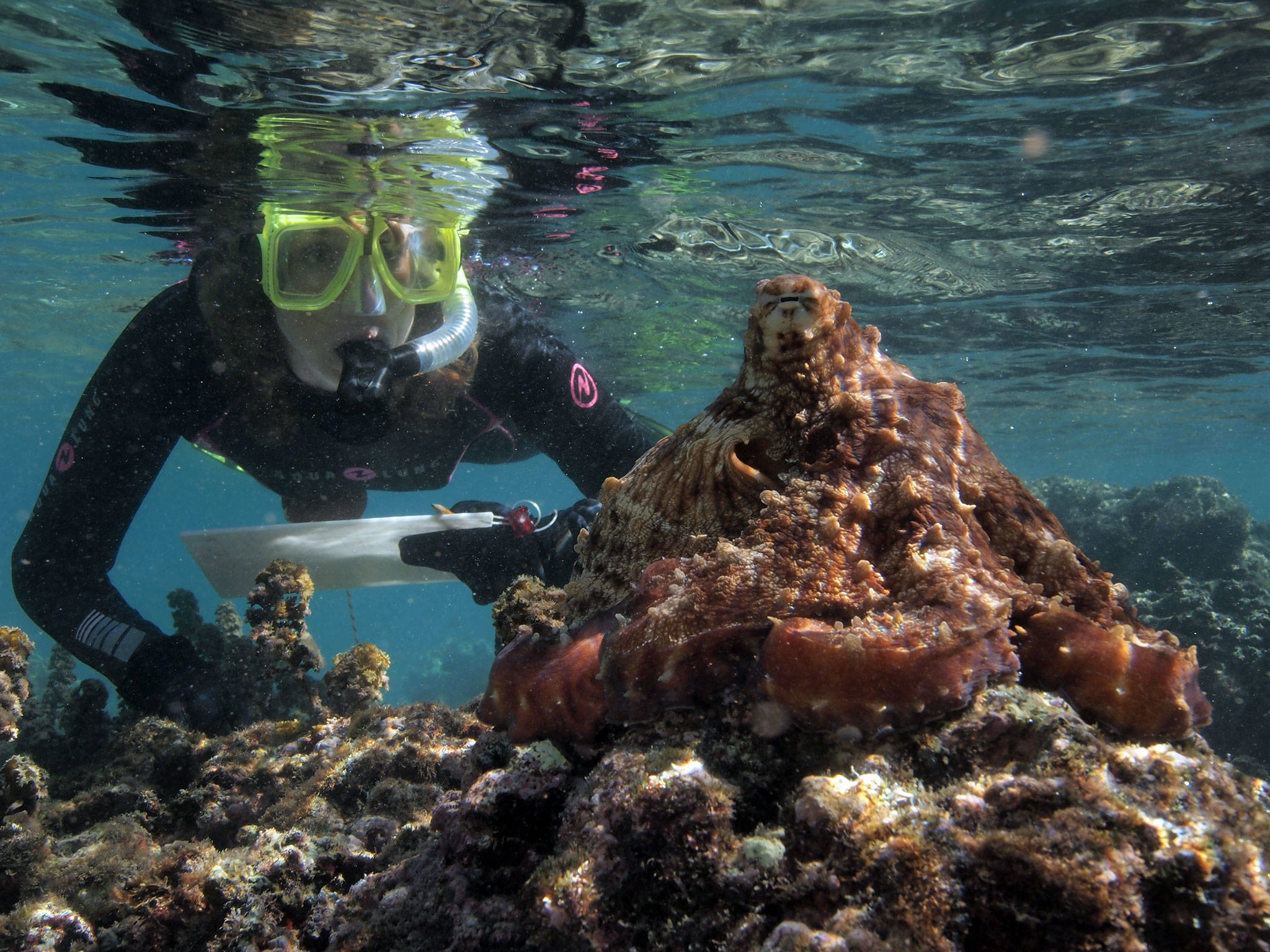 Author Sy Montgomery, who’s giving free talks this week in Sequim and Port Angeles, communes with an octopus near the South Pacific island of Moorea. (David Scheel)