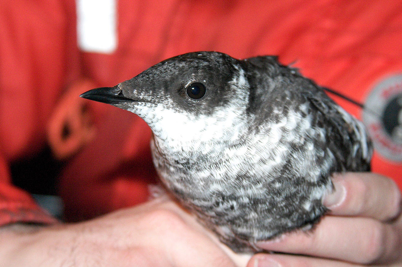 Marbled Murrelet Strategy Criticized For Impact On Rural Areas Peninsula Daily News