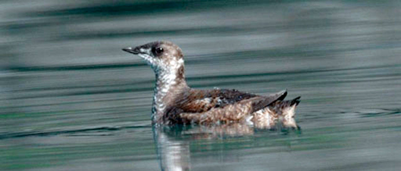 Marbled Murrelet (File photo)