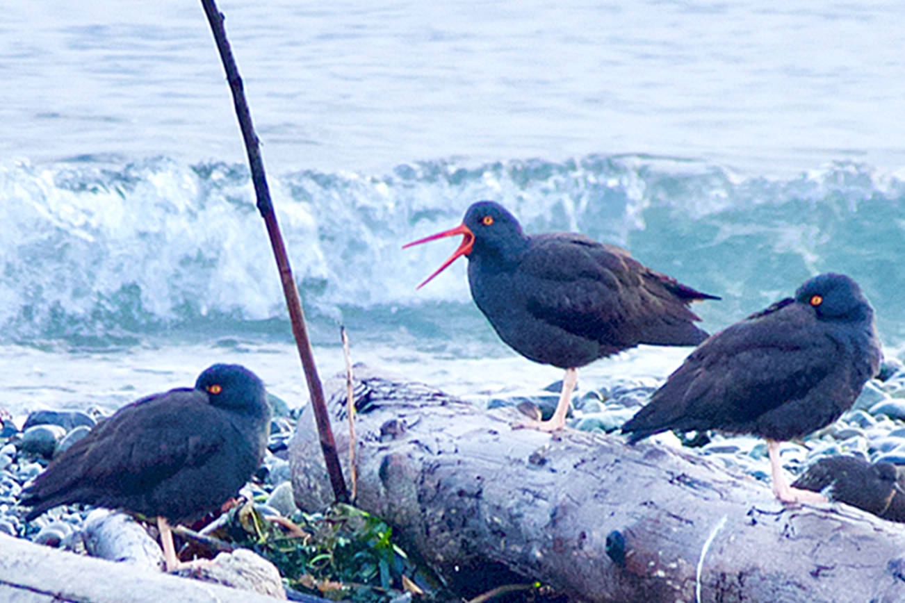 OUTDOORS: Citizen scientists power Audubon Society’s Christmas Bird Counts